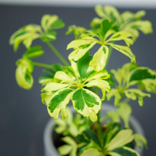 Carbeth Plants - Indoor Plants - Build Your Own Houseplant Collection - 7cm to 9cm Pots - Schefflera arboricola Janine - Dwarf Umbrella Plant in 8cm Pot