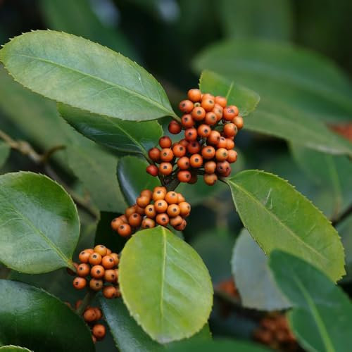 30 Pcs Stechpalme Pflanzen Samen - Schnellwachsende Sträucher Als Sichtschutz Stechpalme Samen, Winterharte Pflanzen, Bonsai Samen, Wildkräuter Samen Immergrüne Pflanzen Winterhart,