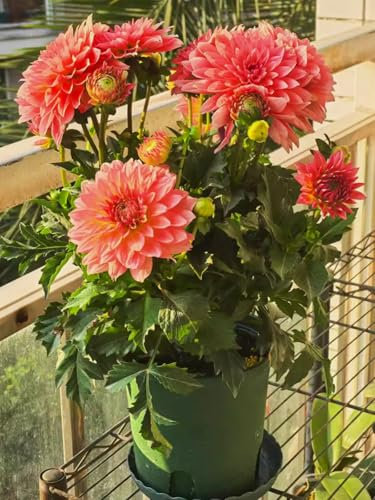 Dahlia tubers-Strong Plants That Grow Well/Mix Golden Jade Carving Feels Perfect，Dahlias Ready to Plant