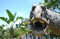 HANSEPUZZLE 15291 - Dinosaurier Puzzle 500 Teile | Tierwelt Puzzle mit hochwertiger Puzzle Aufbewahrung: Kartonbox und Wieder verschließbarem Beutel | Puzzle-Maße: 46 x 30 cm