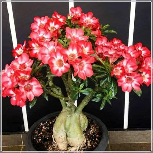 Magnificent Desert Rose Bulbs in Bulk: Hardy Perennial Desert Rose Bushes for Garden Ready to Plant Garden Displays-2 Bulbs-G