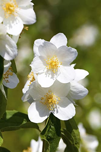 Philadelphus 'Erectus' 100-125 cm – Winterhart, Mehrjährig, Pflegeleicht – Pfeifenstrauch – Heckenpflanze für Garten & Sichtschutz