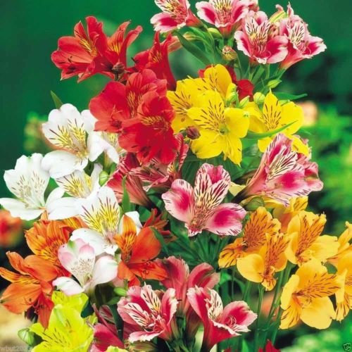 Giglio Peruviano, 25 Semi Peruviano Giglio Mix (Alstroemeria) Fiore Semi Permanente