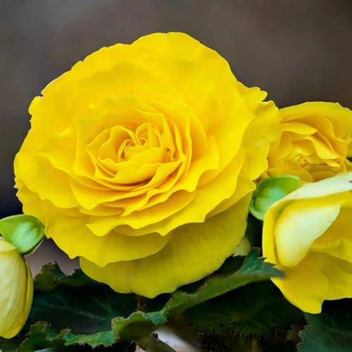 Carbeth Plants - 20 x Begonia Double Yellow Summer Tubers - Large Headed Long Flowering Season Perennial Bulb Corms - Low Maintenance Pollinator Friendly - Grow in Beds, Borders and Patio Pots