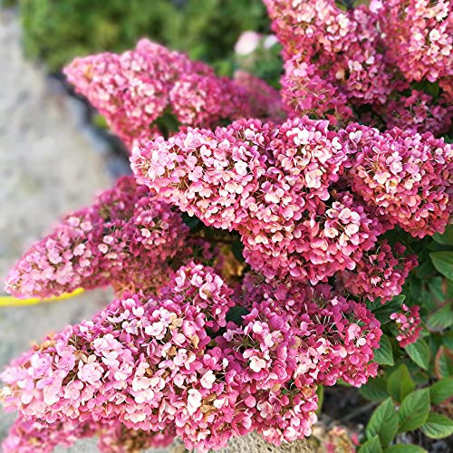 You Garden - 1 x Hydrangea paniculata Sundae Fraise in a 7/9cm Pot