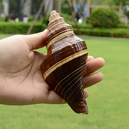 SKOOLOVE Grands coquillages de mer naturels de 12 à 15 cm, parfaits pour la décoration de mariage, les fêtes sur le thème de la plage, les décorations d'intérieur, les loisirs créatifs, les aquariums