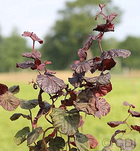 Rotblättrige Korkenzieher Hasel 80-100cm - Corylus avellana