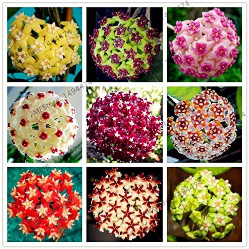 Portal Cool 16: Semillas 105pcs 24 del color Hoya carnosa raros de la flor plantas perennes Bonsai