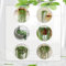 150 Pcs Erbsenpflanze Hängend Samen - Senecio Rowleyanus - Balkonpflanzen Bio Saatgut, Hydrokultur Pflanzen Sukkulenten Succulent Samen, Immergrüne Winterharte Sträucher, Hängepflanze