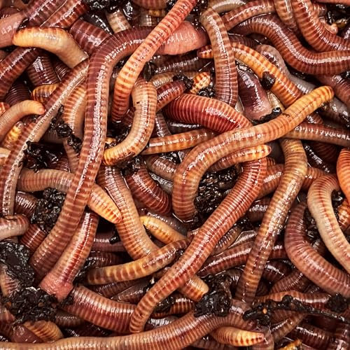vers de Compost. 500 grammes de vers de Terre Vivants Eisenia pour Le compostage. vers pour composter Vos biodechets dans Un lombricomposteur ou dans Le composteur de Votre Jardin. (500)