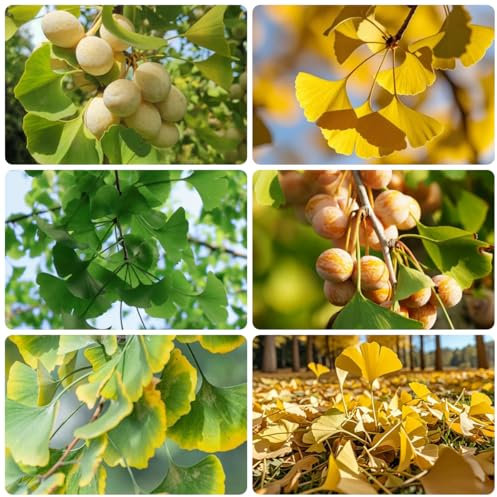 ginko albero di ginkgo acquistare semi - semi biologici antiche varietà, piante arboree semi dell'albero del ginko, Acquista alberi, bonsai da interno Le piante sempreverdi sono 5pcs