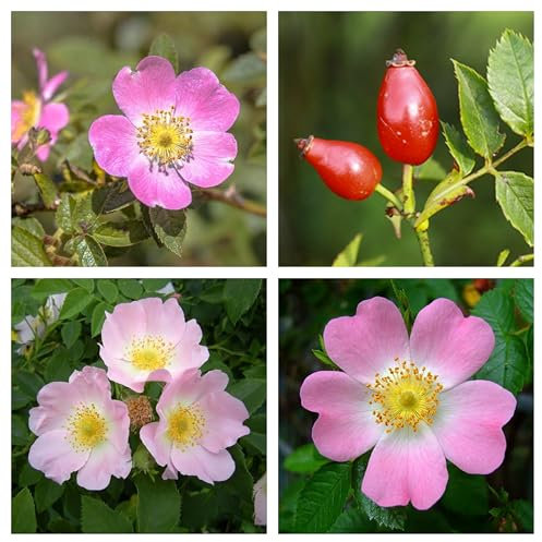 Semi di Rosa Canina, Pianta Medicinale SEEDS NO OGM ROSEHIP