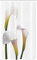 ABAKUHAUS Blume Schmaler Duschvorhang, Calla-Lilien Romantische, Badezimmer Deko Set aus Stoff mit Haken, 120 x 180 cm, Grün Weiß Gelb
