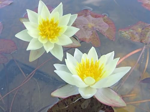 Seerose Sonnen-Gelb | im 11er Topf | winterhart | Teichpflanze | Gartenteich | Nymphaea | Wasserpflanze | Unterwasserpflanze |