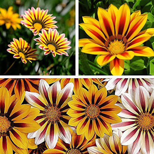 Gazania Plants Garden Ready ‘Tiger Stripes Mixed’ Bedding Plants for Hanging Baskets & Pots, Easy to Grow Your Own Garden Outdoor Flowers, 1x Pack of 24 Garden Ready Plants by Thompson & Morgan