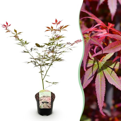 GreenboutiQ - Balkonpflanze - Japanischer Ahorn - Acer palmatum Sumi-nagashi - Rot - 1 Pflanze - Laubabwerfend - Topf 19cm Höhe 70cm