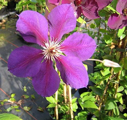 Clematis viticella Viola (60-100 cm) - Waldrebe/Klematis