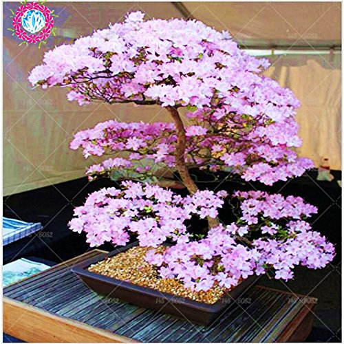 Bonsai-Baum Japanische Sakura Samen Seltene japanische Kirschblüten-Blumen-Samen in Bonsai, Rosa Prunus Serrulata 10 Samen / pack