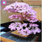 Bonsai-Baum Japanische Sakura Samen Seltene japanische Kirschblüten-Blumen-Samen in Bonsai, Rosa Prunus Serrulata 10 Samen / pack
