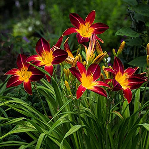 Benoon Semi Di Daylily, 100Pcs / Bag Semi Di Daylily Eretti Semi Di Hemerocallis Fulva Bareroot Giallo-Arancio Facili Da Coltivare Per Giardino Semi