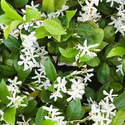 Sternjasmin 'Star of Venice' - Trachelospermum jasminoides 'Star of Venice' - 50-60 cm Topf - Duftende Gartenpflanze