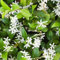 Jasmin étoilé 'Star Of Venice' - Trachelospermum jas. 'Star of Venice' - 50-60 cm pot