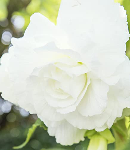 Bulbi di Begonia (3 X Begonia GRANDIFLORA BIANCA)