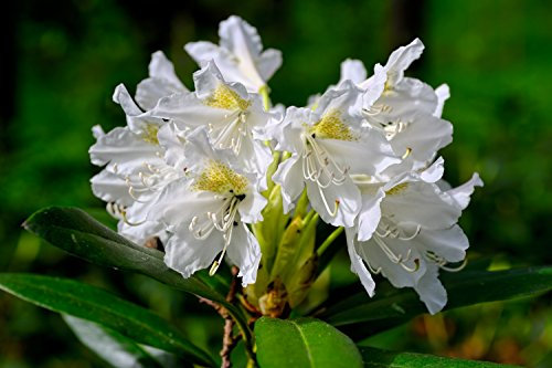 Weiße Alpenrose - Rhododendron Cunningham's White - 50-60cm im 5 Ltr. Topf