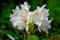 Weiße Alpenrose - Rhododendron Cunningham's White - 50-60cm im 5 Ltr. Topf