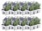 Blauer Duft-Lavendel 48 Lavendel Pflanze angustifolia - Lavendelpflanzen winterhart - echter lavendel - Gartenpflanzen - Lavendelstrauch - Lavendel Pflanze - duftlavendel - 48 x Ø7 cm - 15 cm