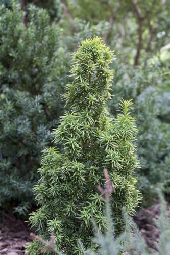 Taxus baccata 'Standishii' Eibe - Immergrüne Heckenpflanze, 4x verpflanzt, mit Ballen, 120-140cm Wuchshöhe