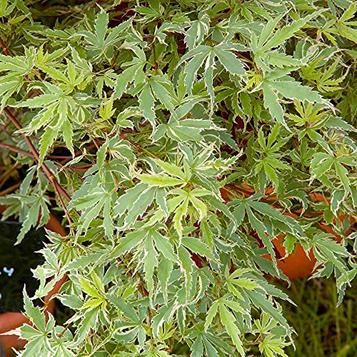Acer palmatum Butterfly - Japanese Maple | Deciduous Garden Plant Tree | 15-30cm Potted