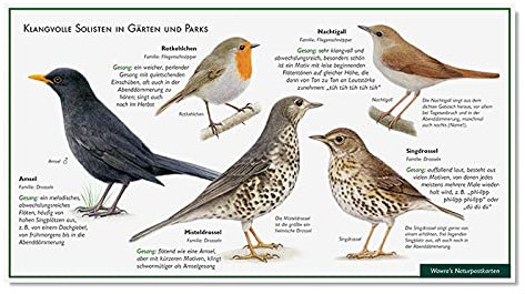 Singvögel - Amsel, Drossel, Nachtigall, Rotkehlchen, Misteldrossel, Singdrossel - Klangvolle Solisten in Gärten und Parks - Wawra Naturpostkarte Nr. 11 - Postkarte 22 cm x 12 cm