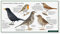 Singvögel - Amsel, Drossel, Nachtigall, Rotkehlchen, Misteldrossel, Singdrossel - Klangvolle Solisten in Gärten und Parks - Wawra Naturpostkarte Nr. 11 - Postkarte 22 cm x 12 cm