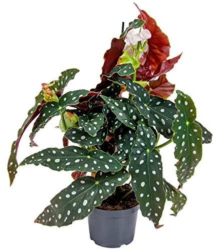 Begonia Maculata | Stippenplant per stuk - Kamerplant en kwekerspot (12 cm) - 25-35 cm