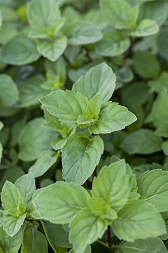 Mentha x piperita var. citrata 'Lemon' ca. 9x9 cm Topf - Zitronenminze, aromatische Blätter, ideal für Tee und Küche, bienenfreundlich, pflegeleicht