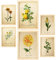 Nacnic Gelbe Blumen Postern. Vollfarbige Natur- und Botanikdrucke mit Blumenmotiven im Vintage Papier Stil. Innenarchitektur und Dekoration. A4 & A3 Holzrahmen.
