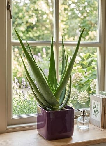 Echte Aloe Vera,medizinisch,ca.45cm, große Pflanzen im 14er Keramiktopf,4 Farben wählbar (berry eckig)