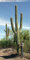 Portal Cool Carnegiea Gigantea Saguaro Gigante Cactus Cactus Suculente 20 Semi Reino Unido proveedor