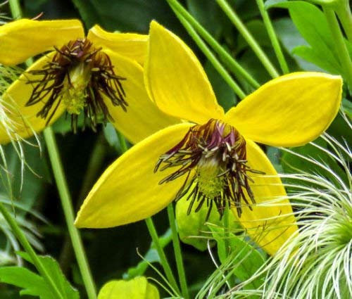 CLEMATIS GOLDEN Clematis Tangutica Aztek - 125 Bulk-Samen
