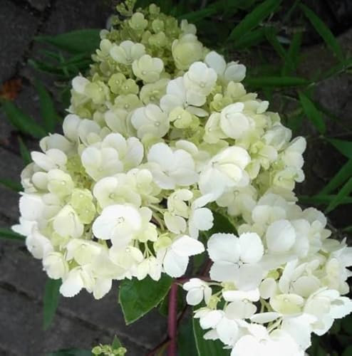 Rispenhortensie Vanille Fraise ® - Hydrangea paniculata Vanille Fraise ® - 60-80cm