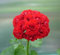 Sumpf frisch 20 Stück Geranie Apfelblüte Blumensamen zum Pflanzen von Rot
