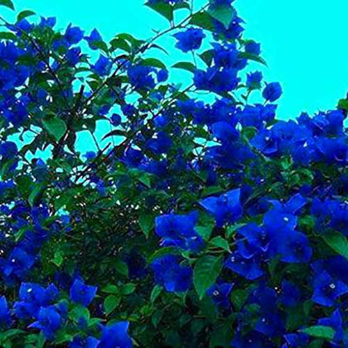 Aamish 50 pezzi di semi di fiori di bouganville blu