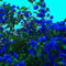 Aamish 50 pezzi di semi di fiori di bouganville blu