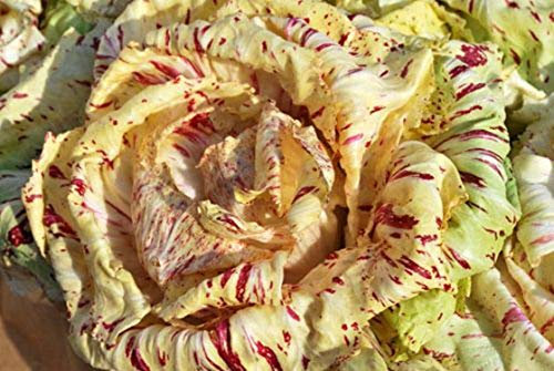 250 Graines de Chicorée Sauvage Di Castelfranco - semences paysannes reproductibles - SemiSauvage