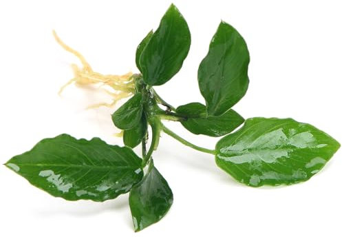 K2AQUA Anubias Nana Long Wavy Live Aquarium Plant Elongated Wavy Green Leaves Easy Care Low Light Low Maintenance Midground Freshwater Tropical Tank Natural Decoration