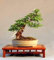 GIANT CEDAR - 60 Samen - Thuja plicata - Bonsai Western Red Cedar Baum
