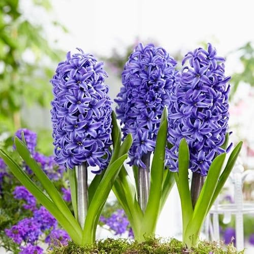 3 prepared fragrant garden bedding Blue Pearl Hyacinth corm perennial plants - 16/17cm flower bulb- Summer Autumn gardening