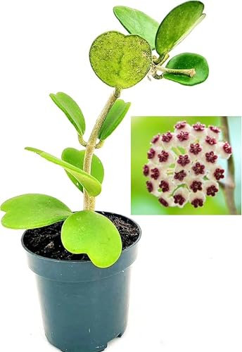 POWERS TO FLOWERS - HOYA CUORE KERRII MULTIFOGLIA, Pianta vera