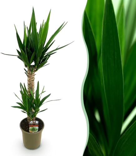 Green boutiQ - Zimmerpflanze - Yucca elephantipes - Yucca - Wenig Pflege - Grün - 1 - Topf 19cm - Höhe 95m